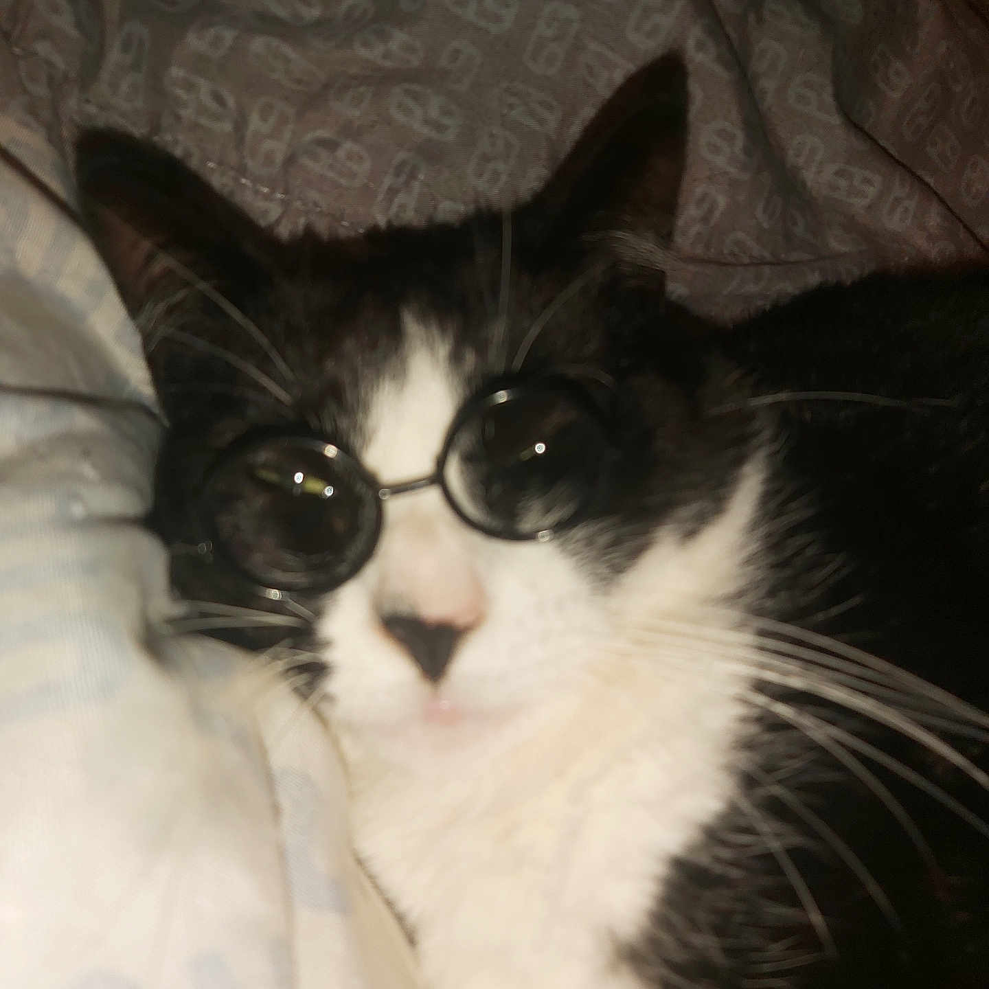 Perle a rejoint le concours — aidez-le/la à gagner de superbes lots ! animal, bed, black_and_white, cat, close_up, cozy, cute, domestic, fabric, face, feline, glasses, indoor, mammal, pet, relaxed, sleepy, soft, whiskers