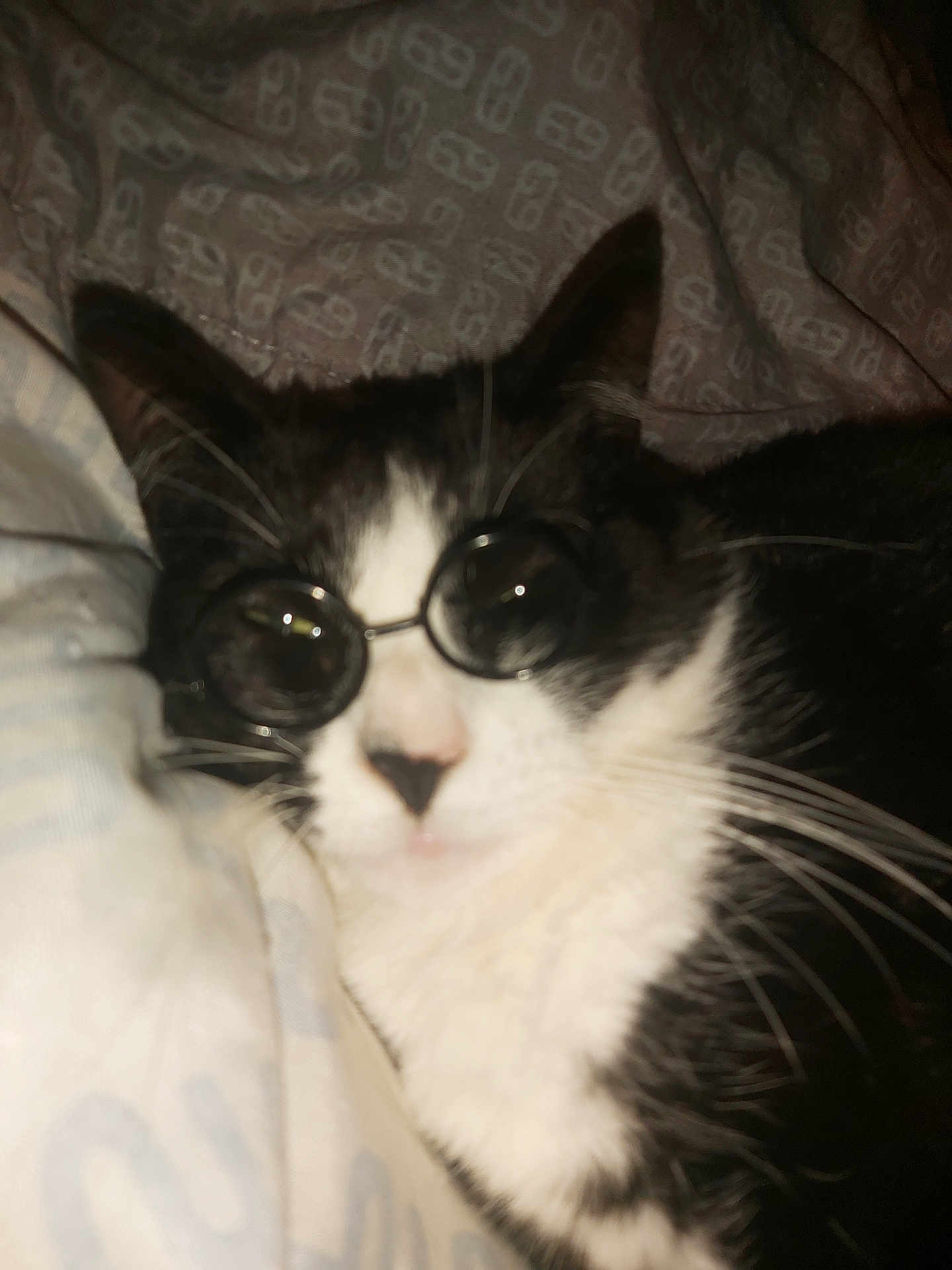 Perle a rejoint le concours — aidez-le/la à gagner de superbes lots ! cat, black_and_white, glasses, pet, animal, whiskers, bed, fabric, cute, relaxed, indoor, feline, close_up, soft, cozy, sleepy, domestic, mammal, face