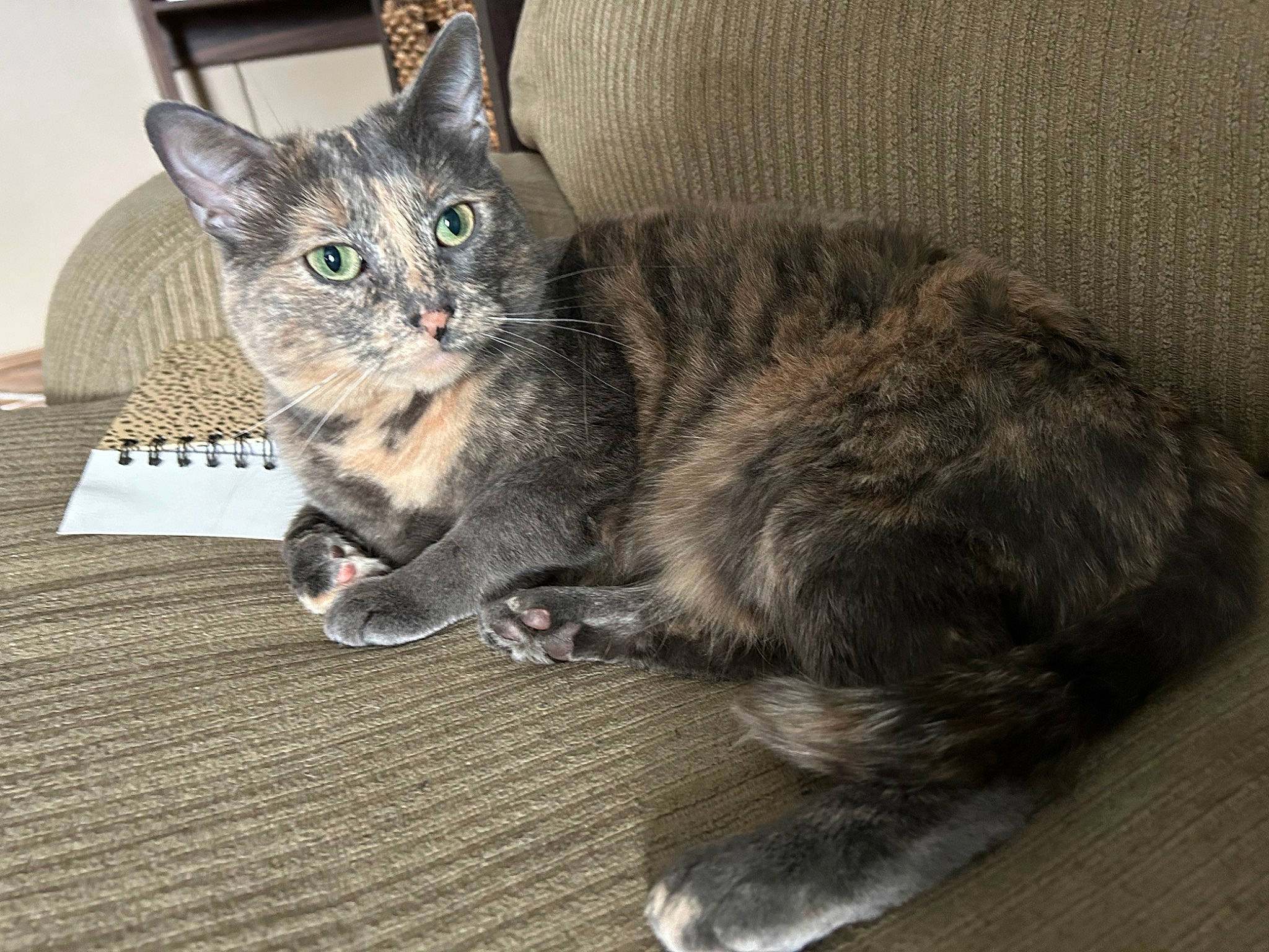 Juliet is registered to the contest to win money with this photo: carnivore, cat, cat_toy, claw, comfort, domestic_short_haired_cat, felidae, fur, grey, paw, sitting, small_to_medium_sized_cats, snout, tail, whiskers