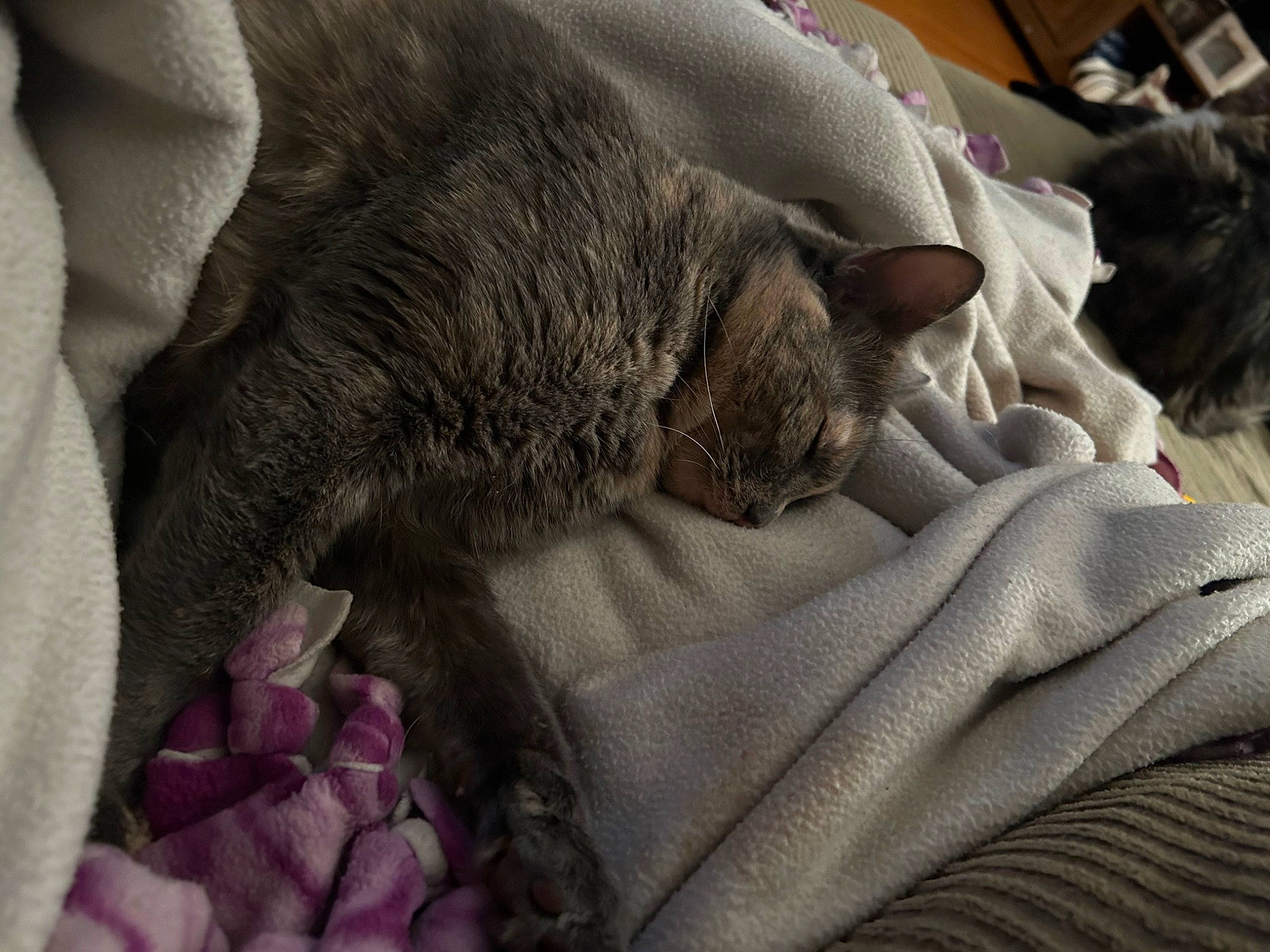 Juliet joined the competition — help win amazing prizes! bed, bed_sheet, bedding, blanket, carnivore, cat, claw, comfort, domestic_short_haired_cat, felidae, fur, grey, linens, luggage_and_bags, nap, paw, sleep, small_to_medium_sized_cats, tail, whiskers