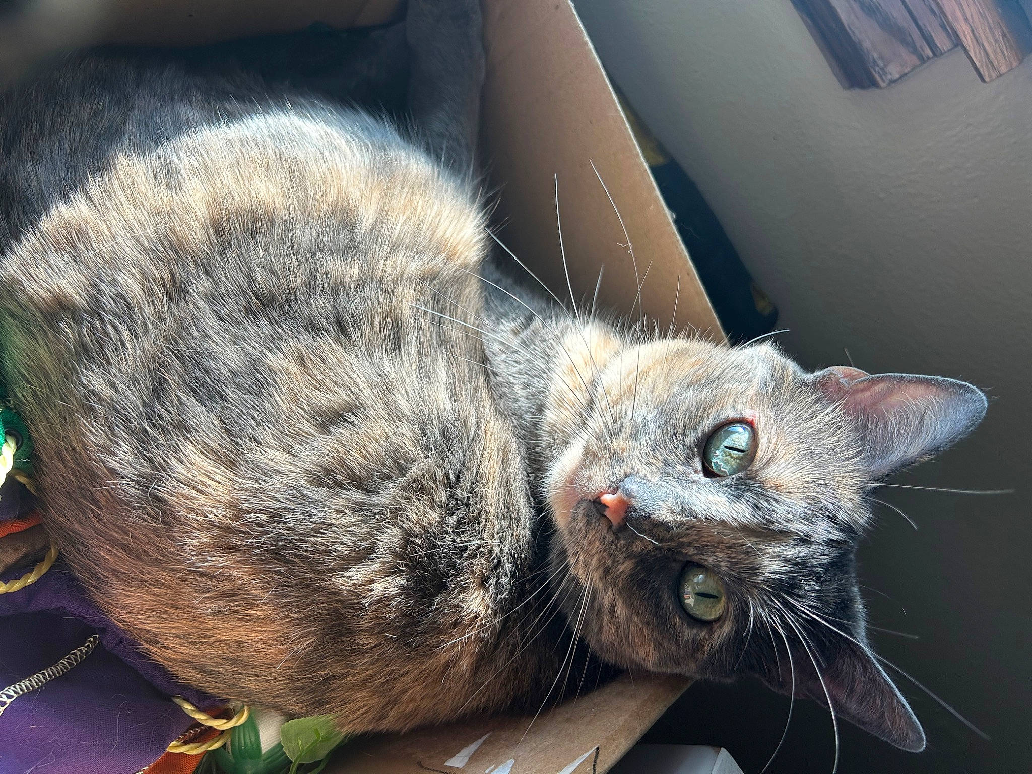 Juliet joined the competition — help win amazing prizes! carnivore, cat, cat_toy, claw, comfort, domestic_short_haired_cat, felidae, fur, paw, photography, plant, small_to_medium_sized_cats, snout, tail, terrestrial_animal, whiskers, wildlife, window