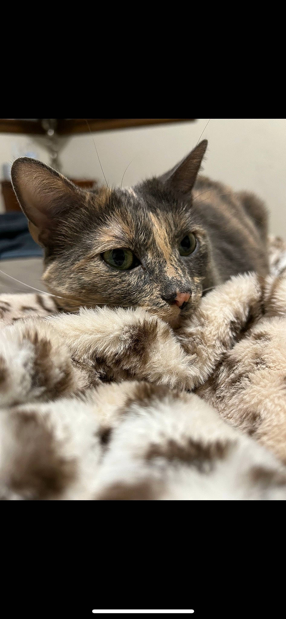 Juliet is registered to the contest to win money with this photo: carnivore, cat, claw, comfort, domestic_short_haired_cat, ear, felidae, fur, grey, monochrome, monochrome_photography, paw, small_to_medium_sized_cats, snout, terrestrial_animal, whiskers, wildlife