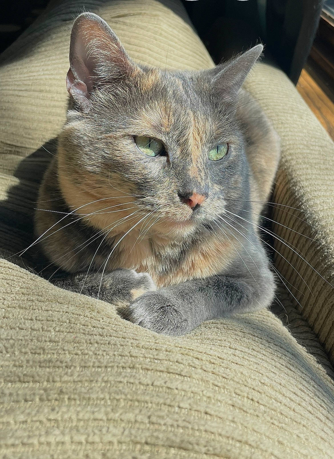 Juliet joined the competition — help win amazing prizes! carnivore, cat, cat_supply, claw, comfort, domestic_short_haired_cat, felidae, fur, grey, small_to_medium_sized_cats, snout, terrestrial_animal, whiskers