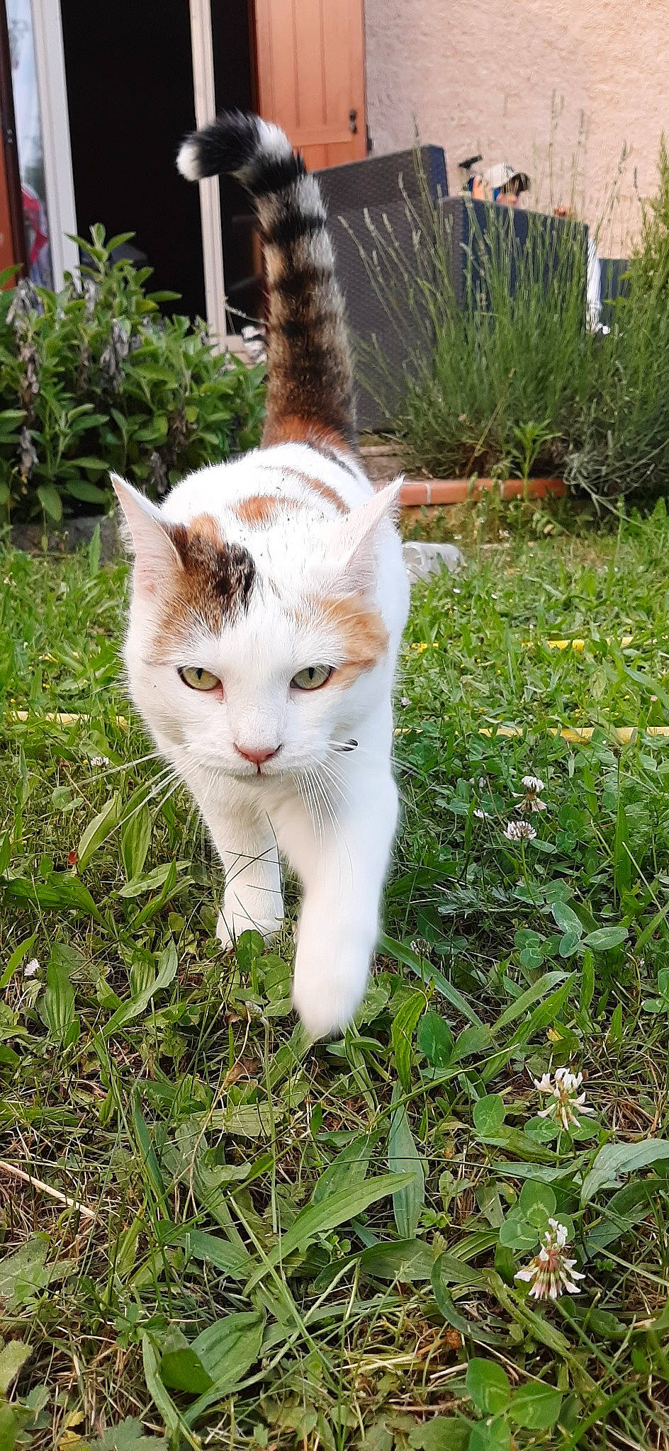 Pinky participe au concours pour gagner de l'argent avec cette photo : aegean_cat, american_wirehair, carnivore, cat, domestic_short_haired_cat, european_shorthair, fawn, felidae, fur, grass, kitten, ojos_azules, plant, polydactyl_cat, small_to_medium_sized_cats, tabby_cat, tail, turkish_van, whiskers