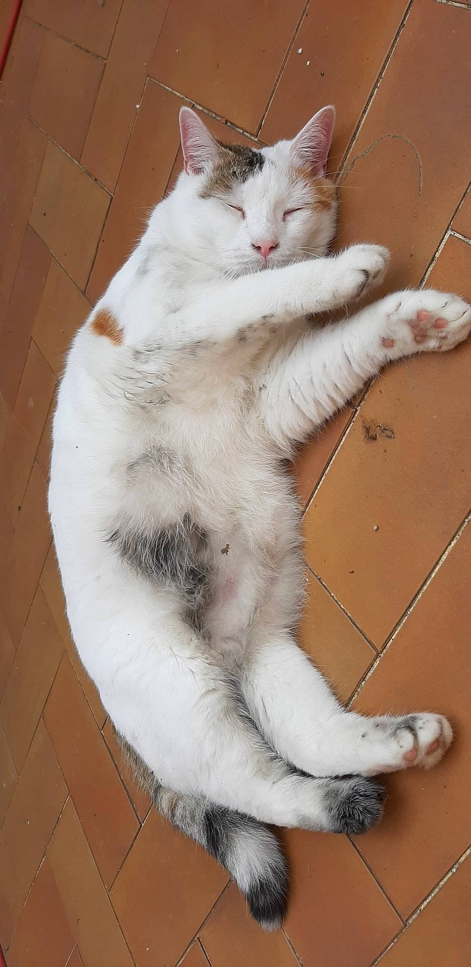 Pinky a rejoint le concours — aidez-le/la à gagner de superbes lots ! aegean_cat, american_wirehair, arabian_mau, carnivore, cat, claw, domestic_short_haired_cat, european_shorthair, fawn, felidae, fur, mammal, paw, polydactyl_cat, small_to_medium_sized_cats, snout, tail, turkish_angora, turkish_van, whiskers