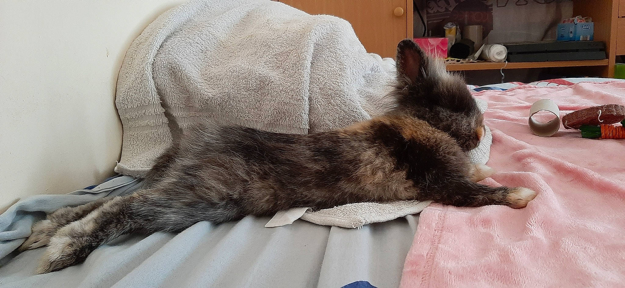 Lapou participe au concours pour gagner de l'argent avec cette photo : asian, carnivore, cat, cat_bed, claw, domestic_short_haired_cat, ear, european_shorthair, fawn, felidae, fur, german_rex, mammal, nap, paw, sleep, small_to_medium_sized_cats, tail, whiskers