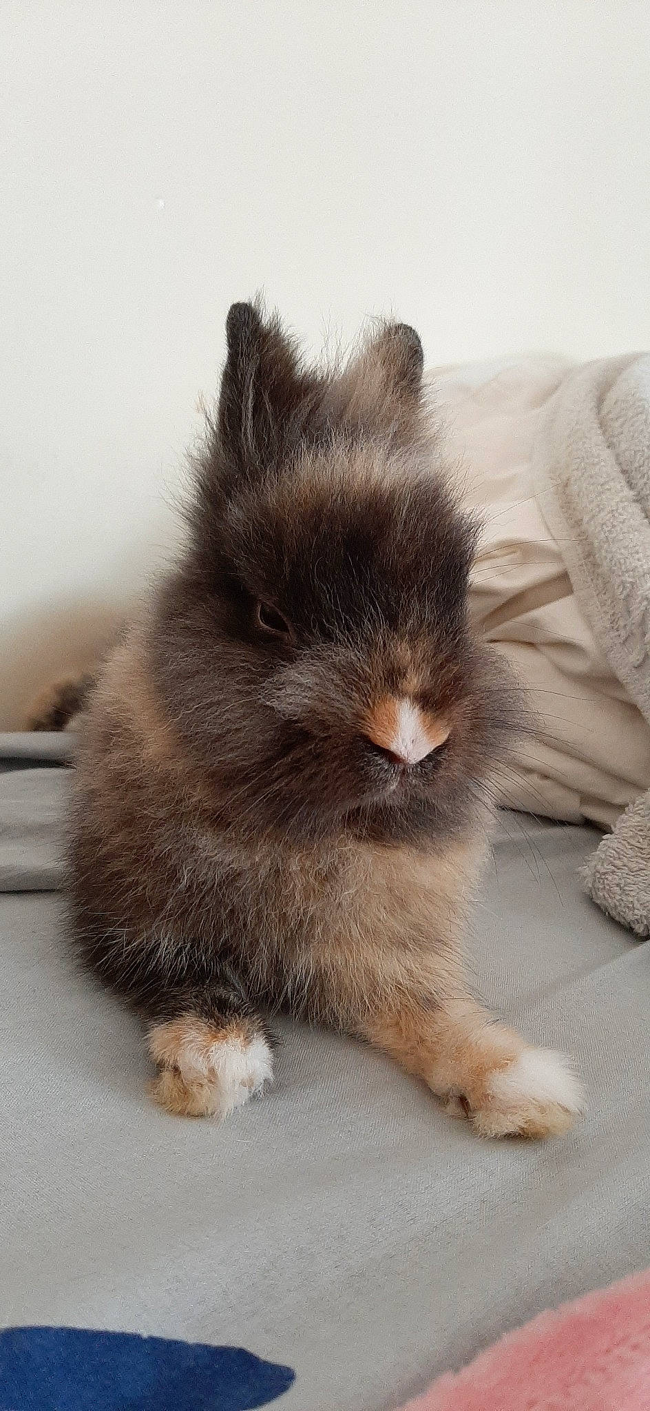 Lapou a rejoint le concours — aidez-le/la à gagner de superbes lots ! angora_rabbit, british_longhair, british_semi_longhair, carnivore, cat, domestic_long_haired_cat, domestic_rabbit, ear, fawn, felidae, fur, mammal, persian, rabbit, rabbits_and_hares, ragamuffin, skin, small_to_medium_sized_cats, snout, whiskers
