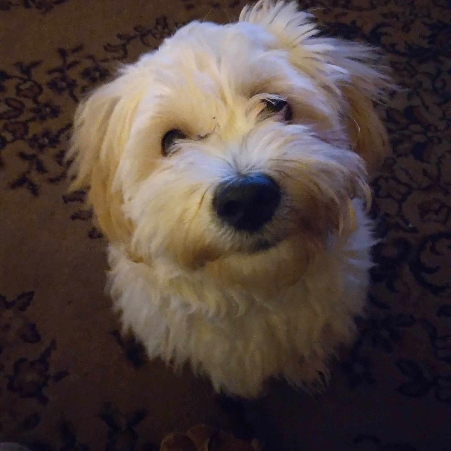 Peluchi