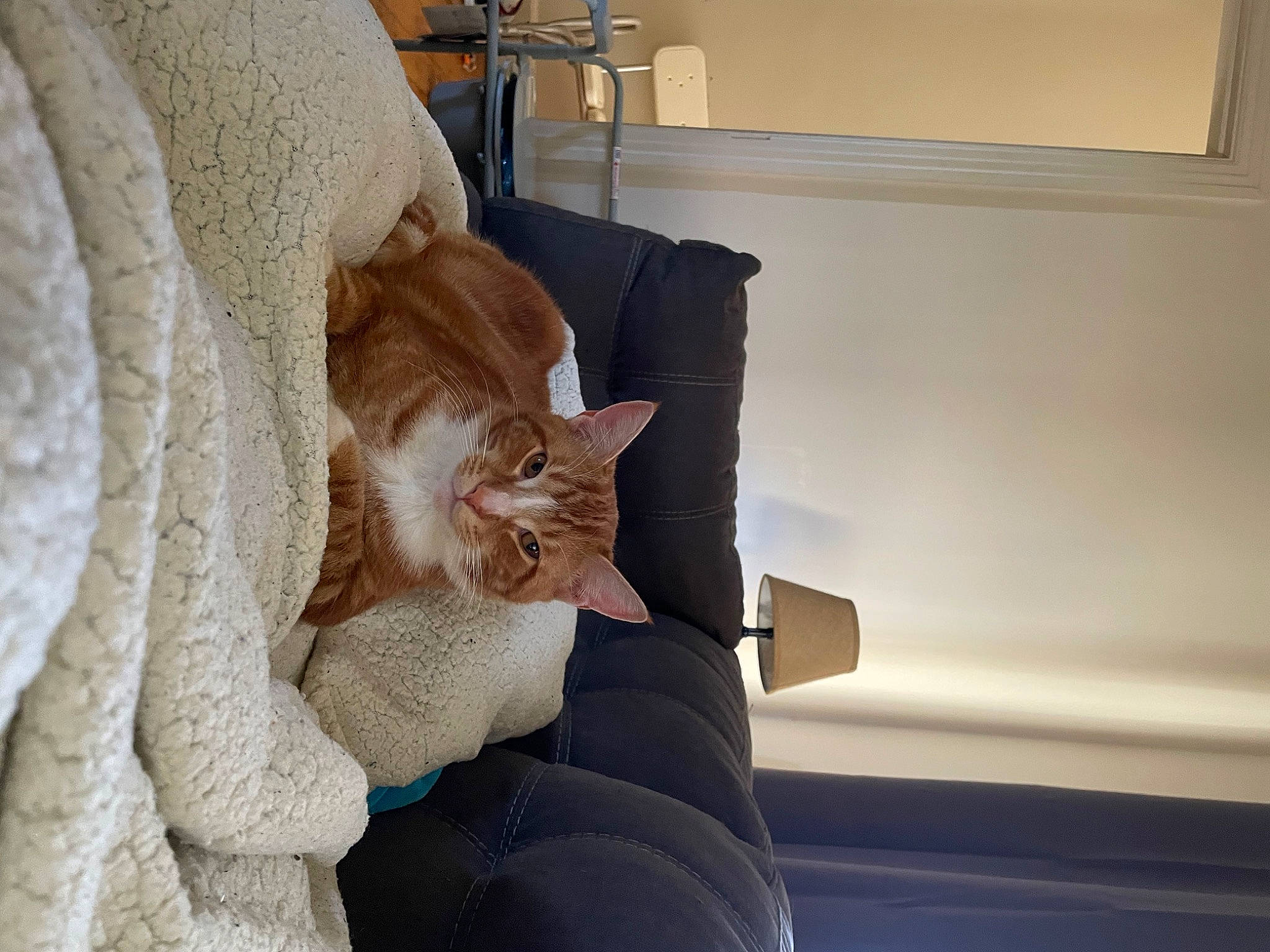 Echo is registered to the contest to win money with this photo: beige, carnivore, cat, chair, comfort, couch, domestic_short_haired_cat, felidae, flooring, fur, grey, hardwood, linens, room, small_to_medium_sized_cats, stairs, tail, whiskers, window, wood