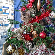 Duchesse participe au concours pour gagner de l'argent avec cette photo : cat, tabby, christmas_tree, ornaments, tinsel, holiday, decorations, indoor, curious, pet, festive, greenery, red, blue, gold, silver, balls, feline, playful, window