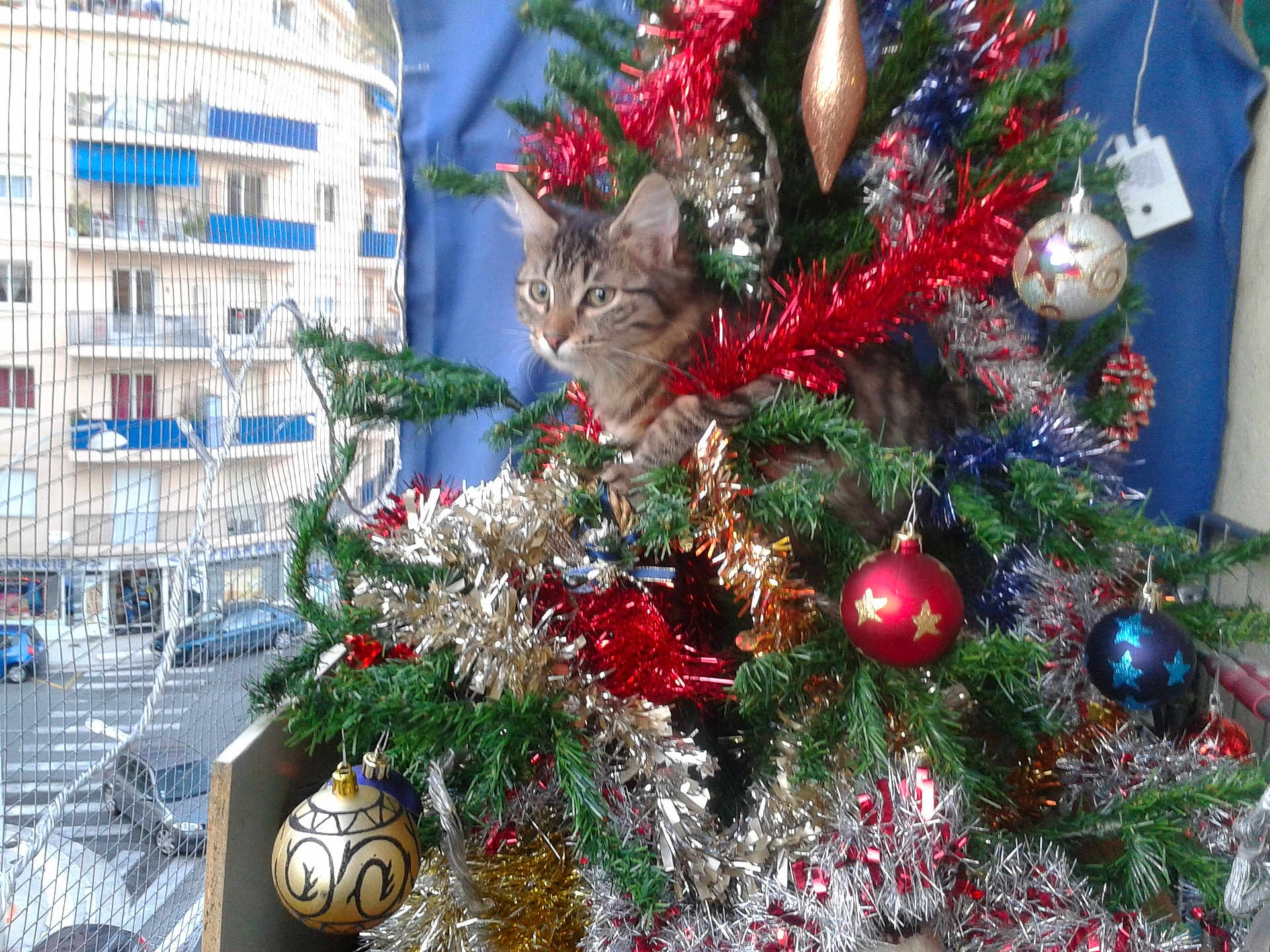 Duchesse participe au concours pour gagner de l'argent avec cette photo : cat, tabby, christmas_tree, ornaments, tinsel, holiday, decorations, indoor, curious, pet, festive, greenery, red, blue, gold, silver, balls, feline, playful, window