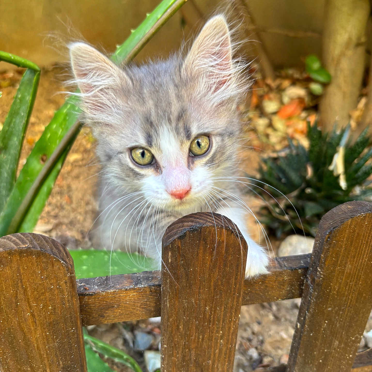 Luméa a rejoint le concours — aidez-le/la à gagner de superbes lots ! kitten, cat, fence, wooden_fence, green_plants, garden, outdoor, curious, fluffy, ears, whiskers, closeup, pet, nature, animal, young_cat, eyes, portrait, playful, background_blur