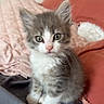 Luméa a rejoint le concours — aidez-le/la à gagner de superbes lots ! kitten, cat, pet, gray, white, fur, cute, indoor, bed, blanket, pillow, cozy, small, young, animal, whiskers, ears, sitting, soft, curious