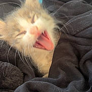 Luméa a rejoint le concours — aidez-le/la à gagner de superbes lots ! kitten, cat, animal, pet, feline, fur, whiskers, mouth, teeth, tongue, yawning, toy, blue_toy, black_fabric, close_up, sleepy, candid, indoor, cute, small