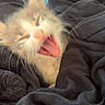 kitten, cat, animal, pet, feline, fur, whiskers, mouth, teeth, tongue, yawning, toy, blue_toy, black_fabric, close_up, sleepy, candid, indoor, cute, small