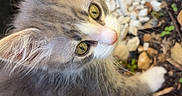 Luméa a rejoint le concours — aidez-le/la à gagner de superbes lots ! kitten, cat, gray_fur, white_fur, green_eyes, curious, outdoor, rocks, gravel, whiskers, small_animal, pet, nature, close_up, young_cat, feline, fur_texture, playful, adorable, animal