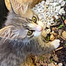 kitten, cat, gray_fur, white_fur, green_eyes, curious, outdoor, rocks, gravel, whiskers, small_animal, pet, nature, close_up, young_cat, feline, fur_texture, playful, adorable, animal