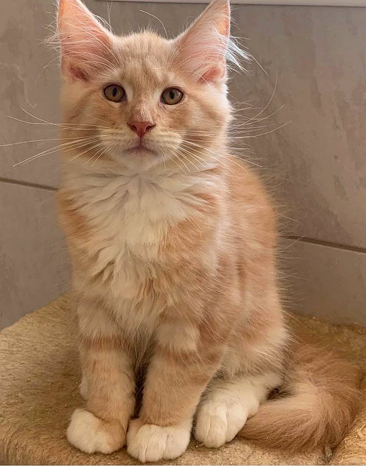 Soon joined the competition — help win amazing prizes! british_longhair, carnivore, cat, domestic_short_haired_cat, fawn, felidae, fur, paw, small_to_medium_sized_cats, snout, tail, terrestrial_animal, whiskers, window