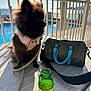 dog, black_dog, fluffy, pet, leash, pink_jacket, table, glass_bottle, bag, louis_vuitton, pool, outdoor, sunlight, shadow, water, fence, relaxation, vacation, summer, daytime