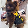 dog, brown, fluffy, pet, harness, yellow, indoor, clothing, toy, basket, cute, small_dog, fur, animal, sitting, looking, adorable, domestic, companion, pet_accessory