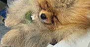 Léo participe au concours pour gagner de l'argent avec cette photo : adorable, animal, captive, closeup, companion, cozy, cute, cute_pet, dog, domestic_animal, face, fluffy, fur, indoors, pet, pomeranian, resting, sleeping, small_dog, snout