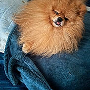 Léo participe au concours pour gagner de l'argent avec cette photo : bed, blanket, close_up, cozy, cute, dog, fluffy, fur, indoor, mammal, orange_fur, pet, pillow, pomeranian, portrait, resting, sleepy, small_dog, soft_texture, tongue_out