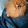 bed, blanket, close_up, cozy, cute, dog, fluffy, fur, indoor, mammal, orange_fur, pet, pillow, pomeranian, portrait, resting, sleepy, small_dog, soft_texture, tongue_out