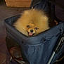 dog, pomeranian, pet_stroller, fluffy, small_dog, outdoor, night, animal, cute, happy, tongue_out, pet, canine, fur, wheels, mesh_window, closeup, portrait, transport, companion