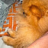 Léo a rejoint le concours — aidez-le/la à gagner de superbes lots ! arm, bedding, blanket, close_up, cozy, dog, fluffy, fur, human_arm, indoor, nap, orange, patterned, paw, pet, pillow, pomeranian, resting, sleeping, textile