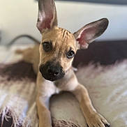 Moose joined the competition — help win amazing prizes! puppy, dog, ears, lying_down, blanket, pet, cute, brown, black_nose, whiskers, indoor, close_up, animal, canine, young, fur, portrait, looking_at_camera, paw, soft