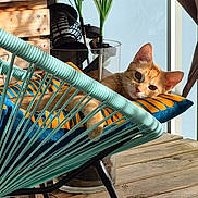 Ezia a rejoint le concours — aidez-le/la à gagner de superbes lots ! cat, orange_tabby, chair, cushion, flower_vase, white_flowers, wooden_floor, patterned_rug, sunlight, window, curtain, indoor, relaxed, pet, furniture, decor, plant, cozy, resting, home