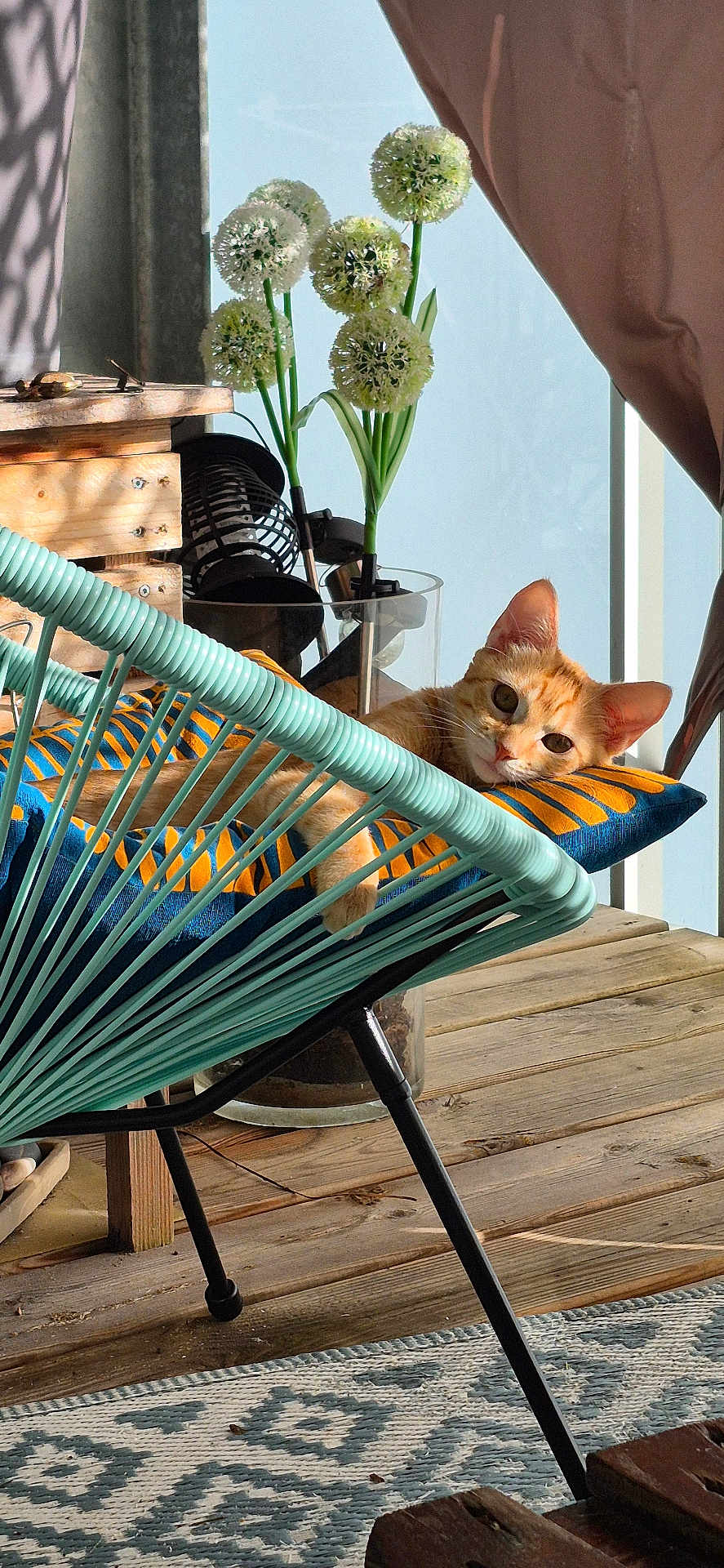 Ezia a rejoint le concours — aidez-le/la à gagner de superbes lots ! cat, orange_tabby, chair, cushion, flower_vase, white_flowers, wooden_floor, patterned_rug, sunlight, window, curtain, indoor, relaxed, pet, furniture, decor, plant, cozy, resting, home