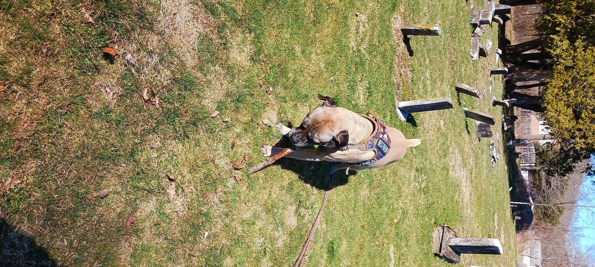 Cheddar is registered to the contest to win money with this photo: adventure, canidae, carnivore, companion_dog, dog, dog_breed, fawn, grass, grass_family, grassland, guard_dog, lawn, pasture, plant, recreation, shadow, soil, sporting_group, working_animal, working_dog