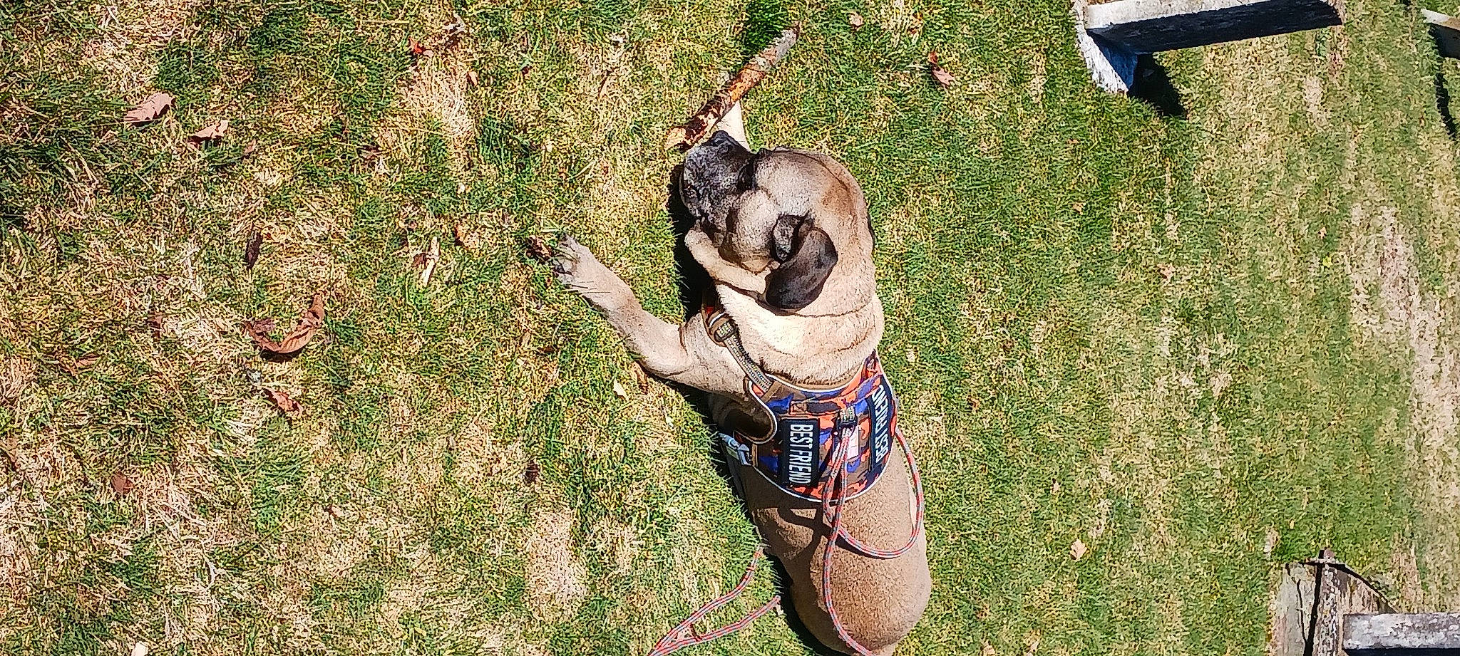 Cheddar is registered to the contest to win money with this photo: canidae, carnivore, companion_dog, dog, dog_breed, fawn, foot, grass, grass_family, human_leg, lawn, leash, leisure, people_in_nature, plant, snout, soil, sporting_group, toy_dog, working_animal