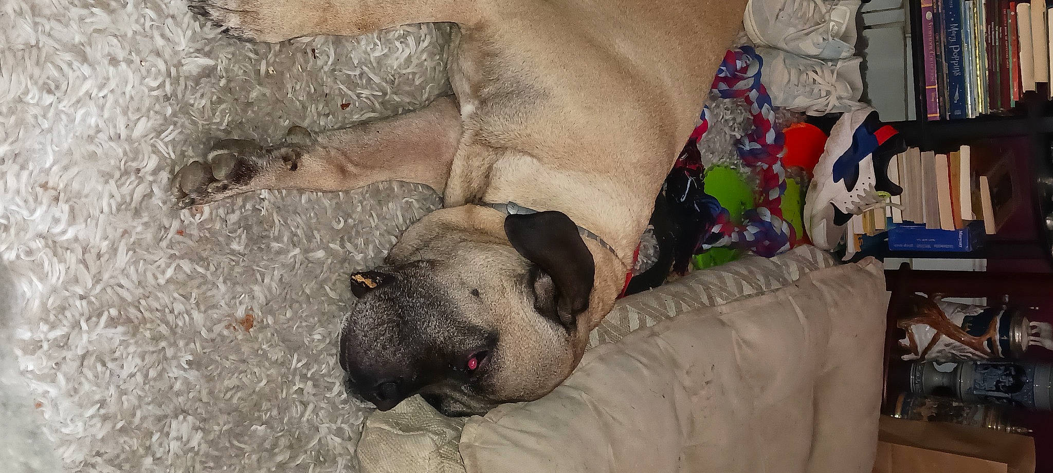 Cheddar joined the competition — help win amazing prizes! canidae, carnivore, comfort, companion_dog, dog, dog_breed, dog_supply, fawn, fur, grey, guard_dog, linens, nap, non_sporting_group, sleep, snout, sporting_group, terrestrial_animal, working_animal, wrinkle