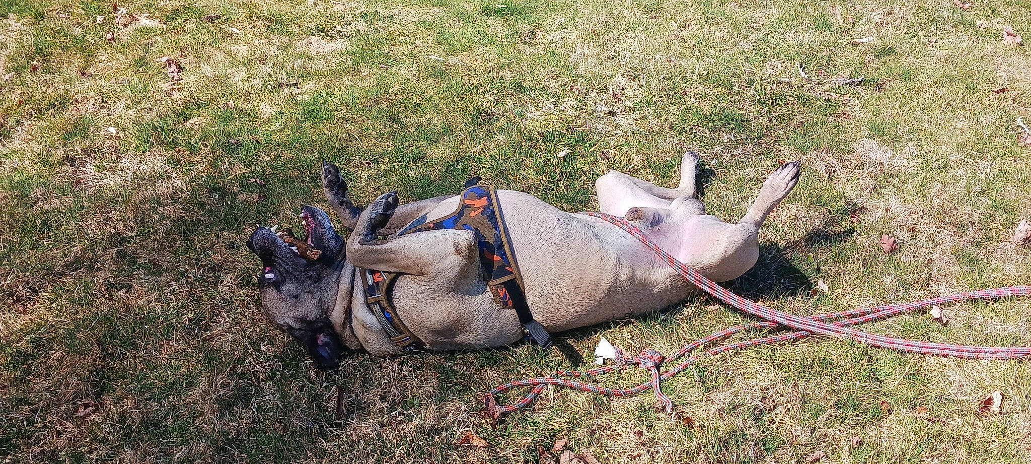 Cheddar is registered to the contest to win money with this photo: art, bridle, fawn, foot, grass, grassland, horse_tack, human_leg, leash, livestock, pack_animal, plant, rein, snout, soil, tail, terrestrial_animal, toy, wildlife, working_animal