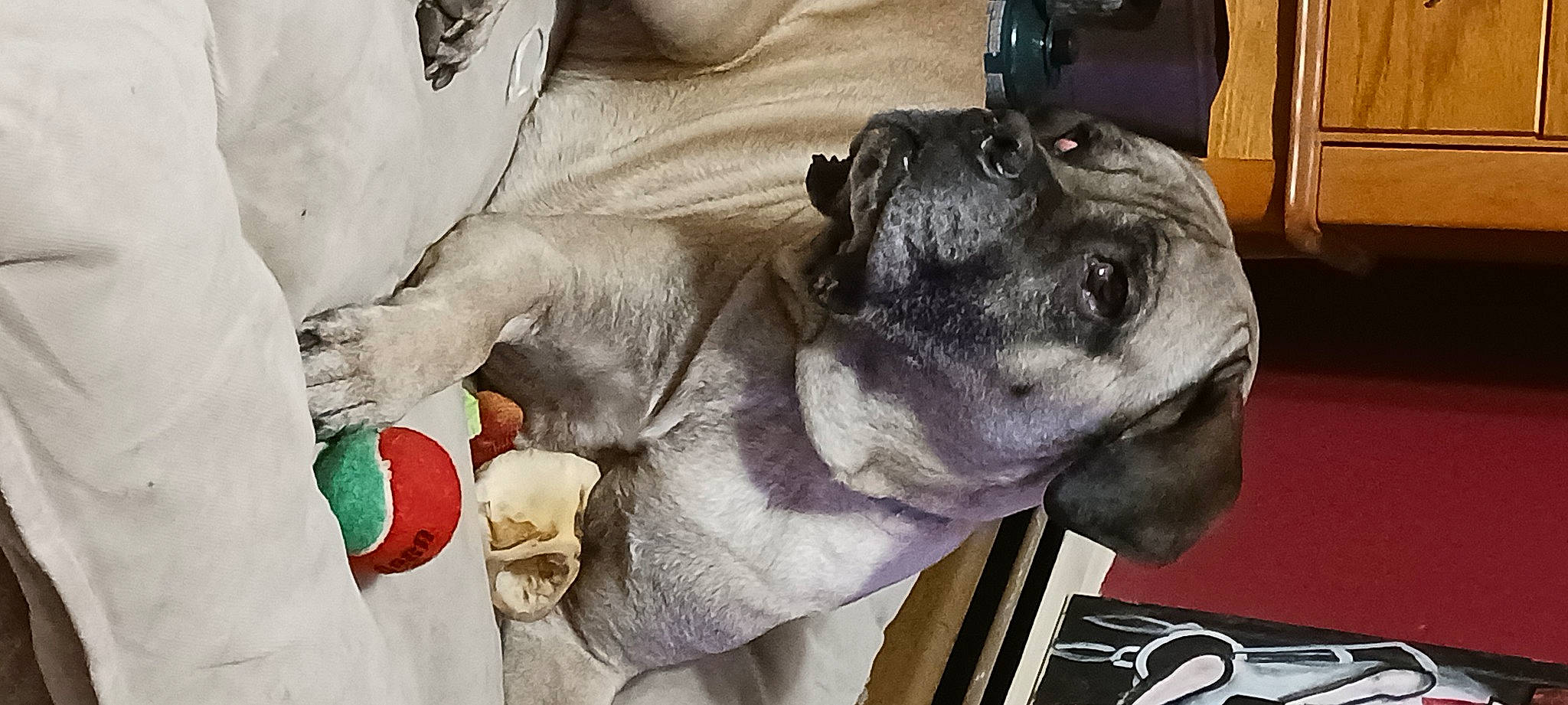 Cheddar is registered to the contest to win money with this photo: camera, canidae, carnivore, collar, comfort, companion_dog, dog, dog_breed, ear, fawn, fur, guard_dog, paw, puppy_love, snout, sporting_group, toy_dog, whiskers, working_animal, wrinkle