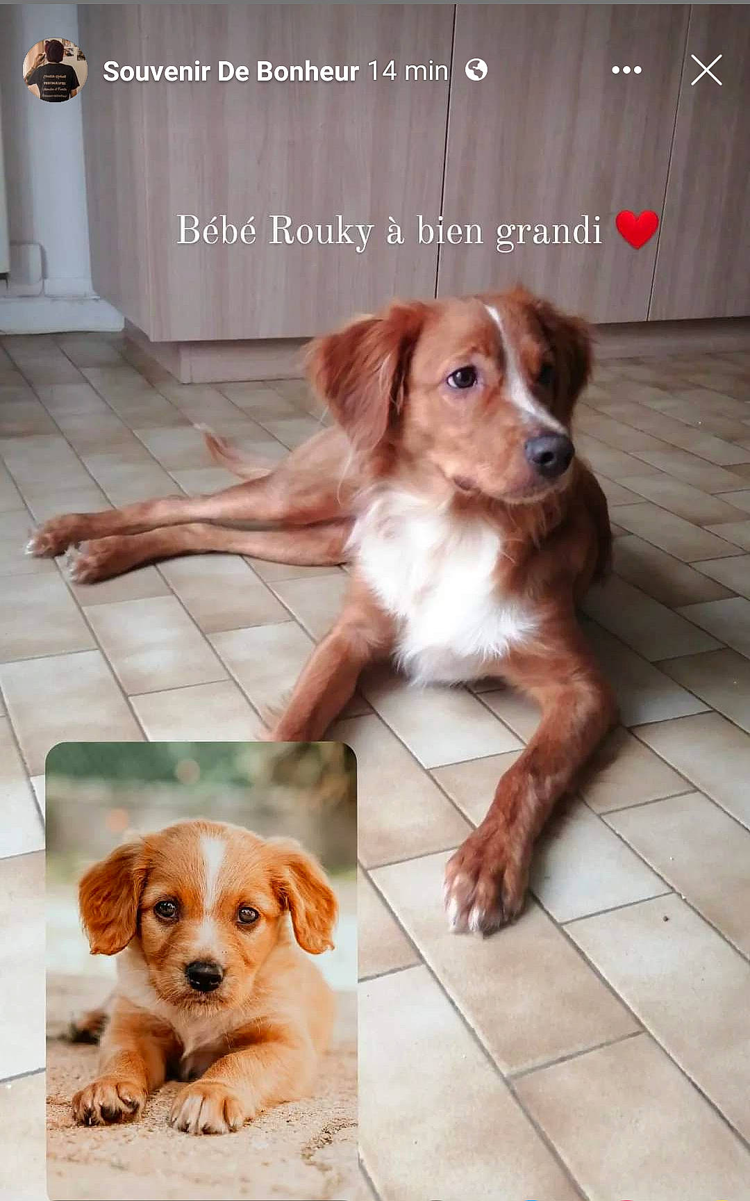 Rouky participe au concours pour gagner de l'argent avec cette photo : brittany, brown, canidae, carnivore, chair, companion_dog, dog, dog_breed, door, flooring, fur, hardwood, liver, photo_caption, snout, spaniel, sporting_group, toy, wood, working_animal