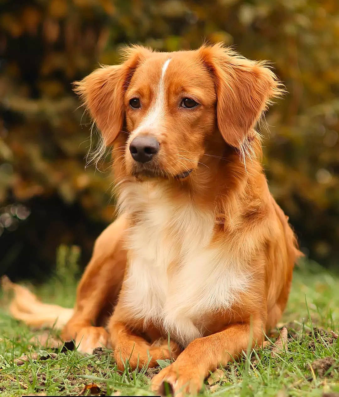 Rouky participe au concours pour gagner de l'argent avec cette photo : ball, canidae, carnivore, companion_dog, dog, dog_breed, fawn, grass, gun_dog, hunting_dog, liver, natural_landscape, plant, puppy, snout, sporting_group, terrestrial_animal, whiskers, wildlife, working_dog