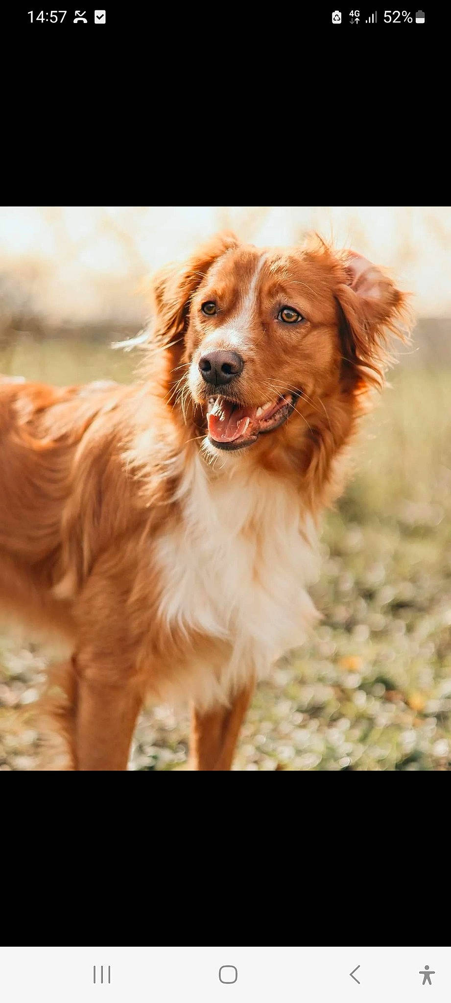 Rouky participe au concours pour gagner de l'argent avec cette photo : canidae, carnivore, clock, companion_dog, dog, dog_breed, fawn, fur, gun_dog, liver, snout, sporting_group, terrestrial_animal, whiskers, working_dog