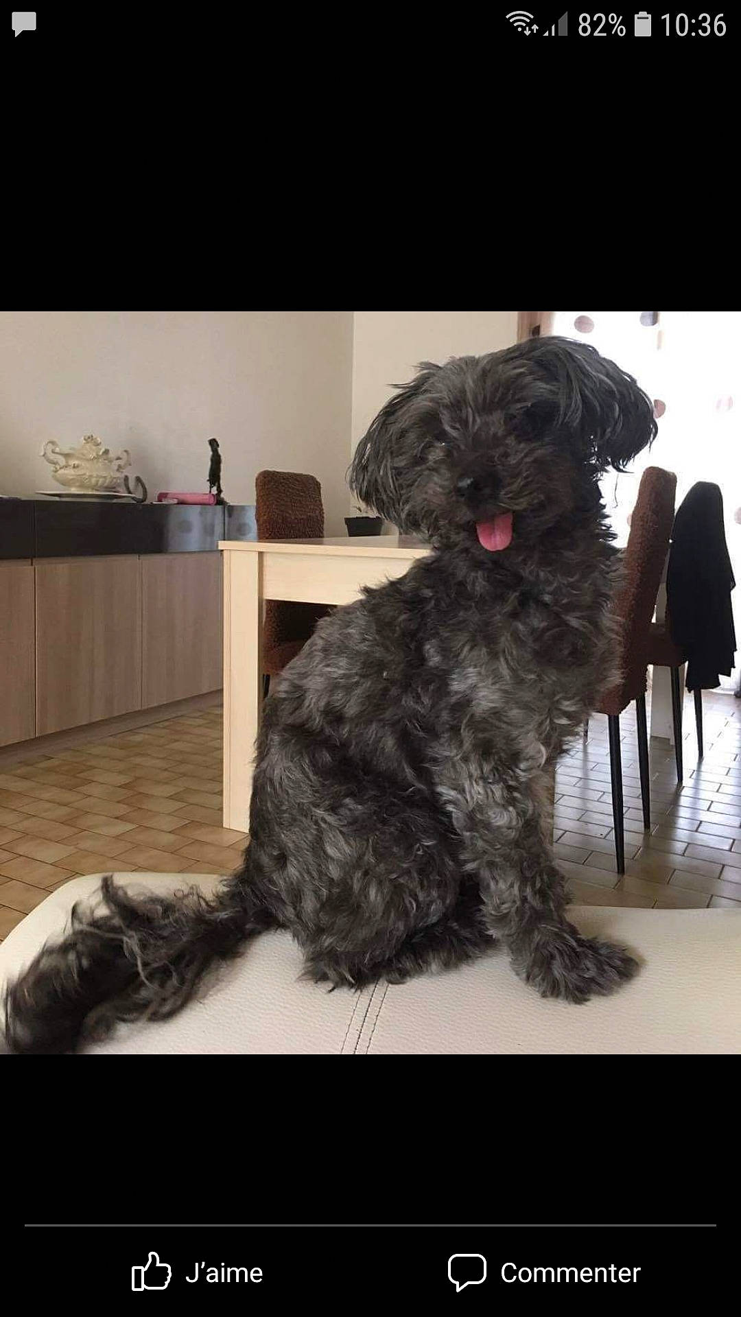 Flora a rejoint le concours — aidez-le/la à gagner de superbes lots ! bottle, carnivore, chair, companion_dog, dog, dog_breed, fur, labradoodle, non_sporting_group, small_terrier, tail, terrier, toy_dog, water_dog, working_animal, working_dog, yorkipoo