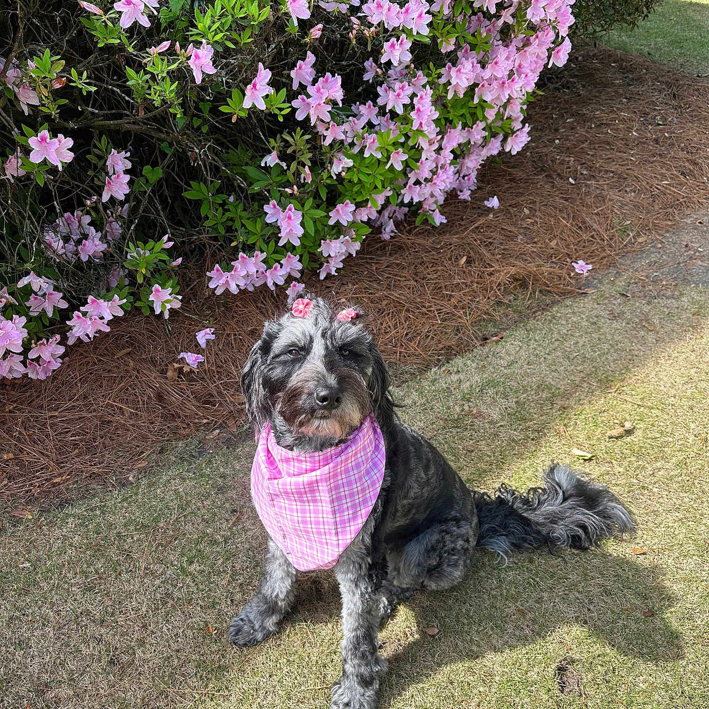 Nala is registered to the contest to win money with this photo: accessories, animal, canine, dog, face, flower, flowerarrangement, garden, geranium, grass, head, nature, outdoors, person, pet, photography, plant, portrait, purple, vegetation