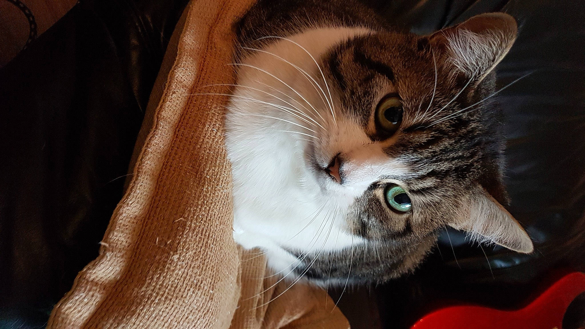 Dana participe au concours pour gagner de l'argent avec cette photo : carnivore, cat, claw, domestic_short_haired_cat, door, ear, eye, eyelash, fawn, felidae, fur, gesture, paw, small_to_medium_sized_cats, snout, tail, tree, whiskers, window