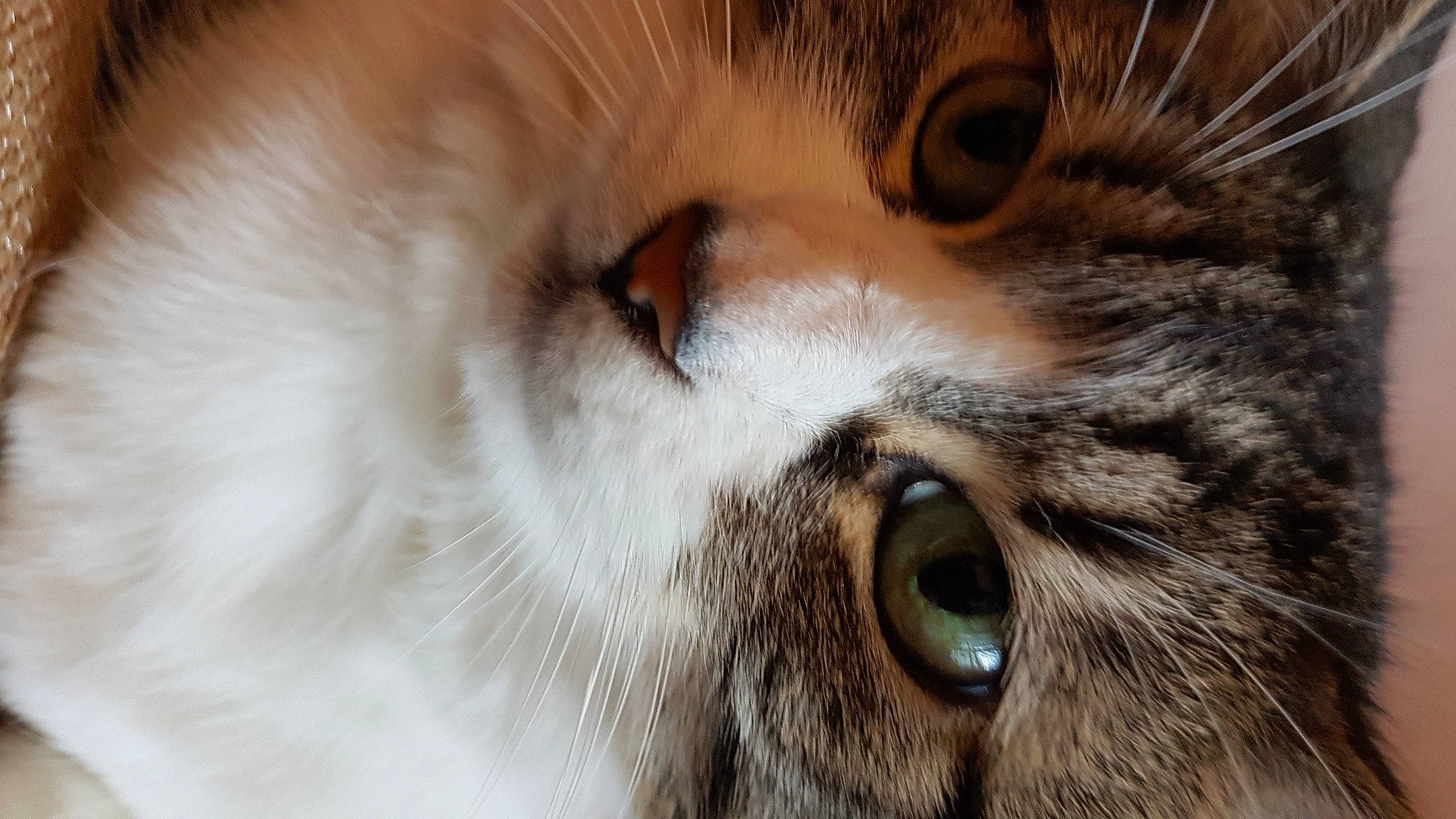 Dana participe au concours pour gagner de l'argent avec cette photo : carnivore, cat, close_up, domestic_short_haired_cat, fawn, felidae, fur, macro_photography, small_to_medium_sized_cats, snout, terrestrial_animal, whiskers, wildlife