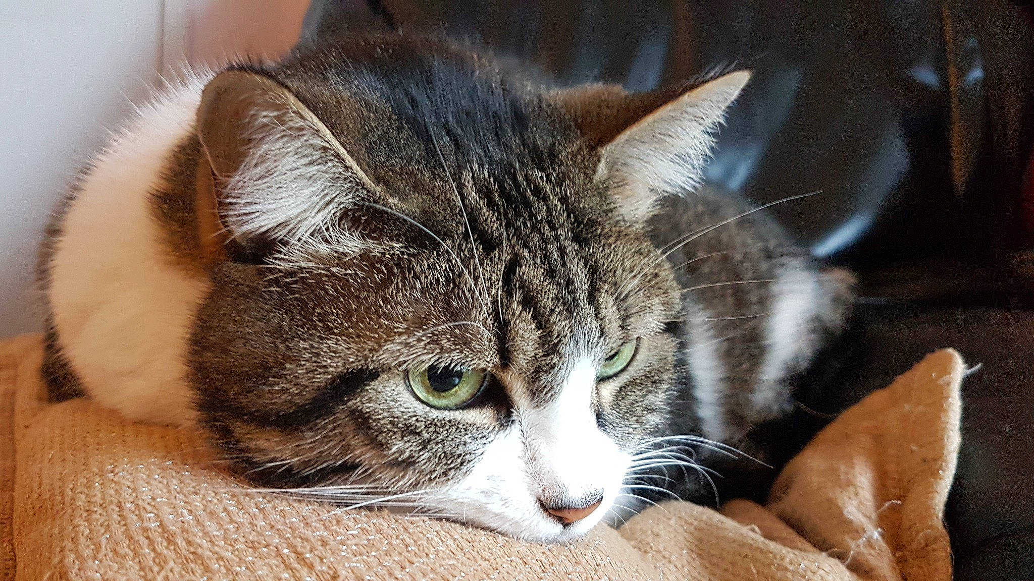 Dana participe au concours pour gagner de l'argent avec cette photo : carnivore, cat, claw, comfort, domestic_short_haired_cat, ear, felidae, fur, nap, paw, small_to_medium_sized_cats, snout, tail, whiskers