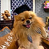 Jackie joined the competition — help win amazing prizes! artwork, bow_tie, bracelet, brick_wall, couch, curtains, decor, dog, fluffy, graduation_cap, hand, happy, indoor, pattern, pet, pomeranian, shelf, tongue_out, winking, wooden_furniture