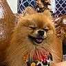 Jackie is registered to the contest to win money with this photo: animal_portrait, bandana, brown_leather_couch, closeup, companion, cow_print, curtain, cute, dog, domestic_animal, fluffy, fur, happy, indoor, patterned_curtain, pet, pomeranian, smiling, winking, wooden_sculpture