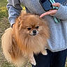 animal, casual_clothing, companion, cute, daylight, dog, fluffy, grass, hand, hoodie, leash, nature, outdoor, person, pet, phone, pomeranian, small_dog, tree, walking