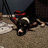 Stitch joined the competition — help win amazing prizes! puppy, dog, sleeping, carpet, blanket, toy, indoor, floor, ears, black_and_white, pink_nose, cozy, resting, pet, animal, cute, small_dog, home, relaxed, quiet