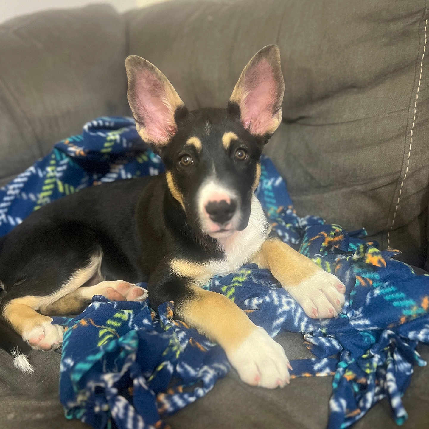 Stitch joined the competition — help win amazing prizes! puppy, dog, pet, couch, blanket, indoor, animal, young_dog, ears, fur, paw, lying_down, looking_at_camera, cozy, home, cute, black_fur, white_fur, tan_fur, relaxed